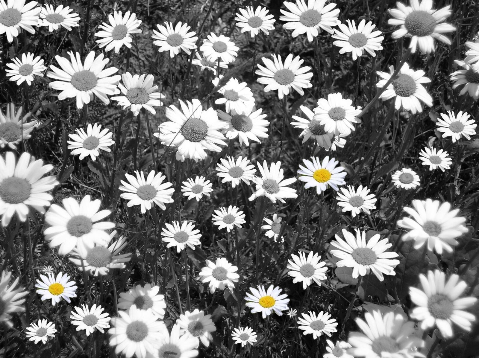 Olympus X550,D545Z,C480Z sample photo. Daisies, flower meadow, black photography