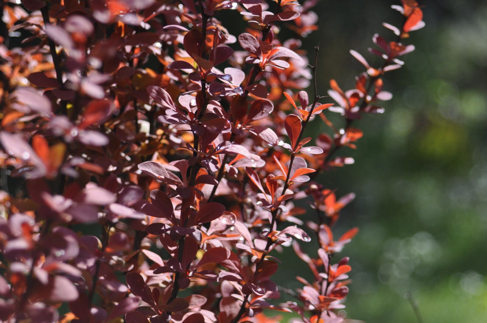Nikon D90 sample photo. Berberys, krzew, nature photography