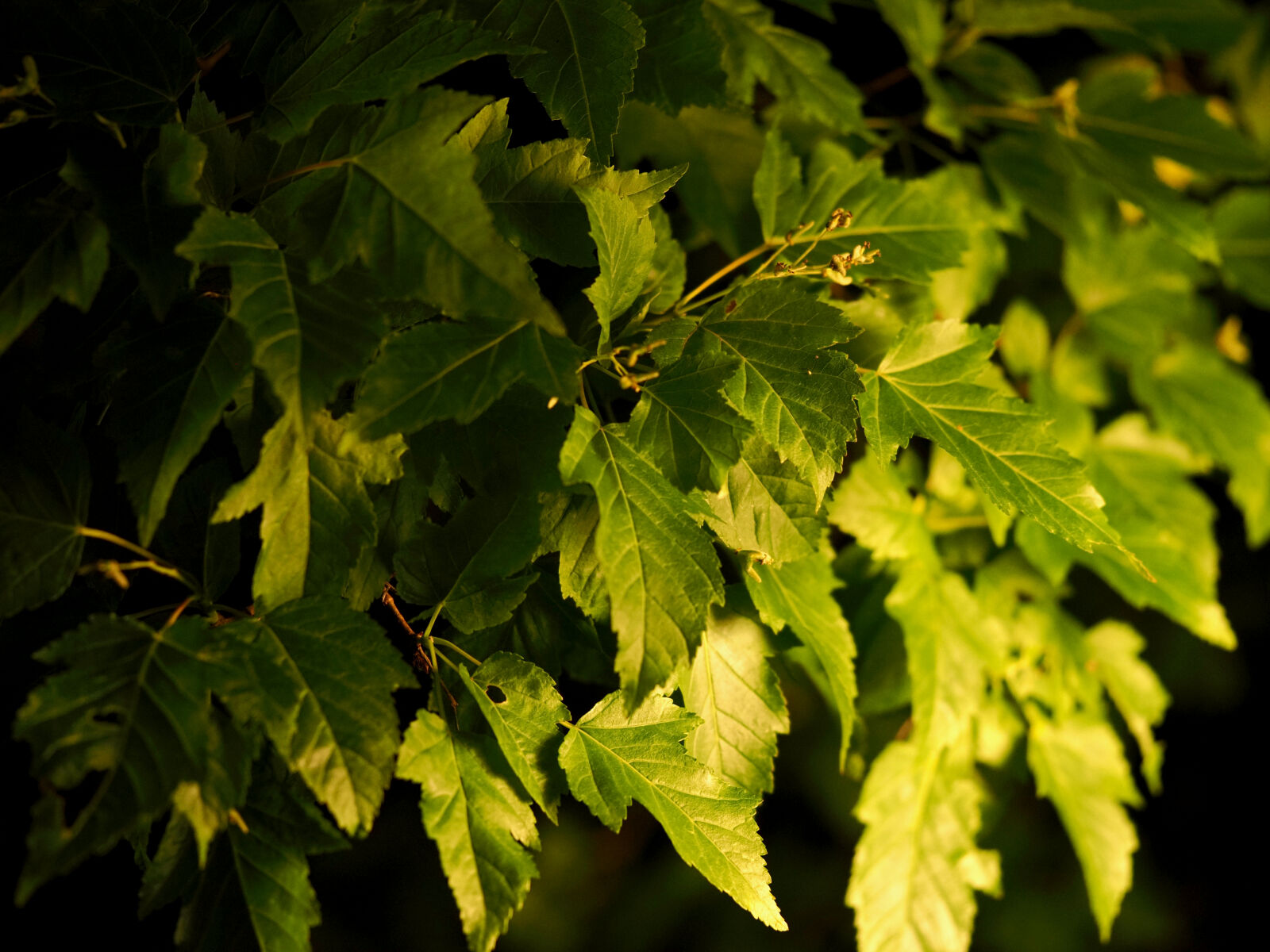 Olympus OM-D E-M1X sample photo