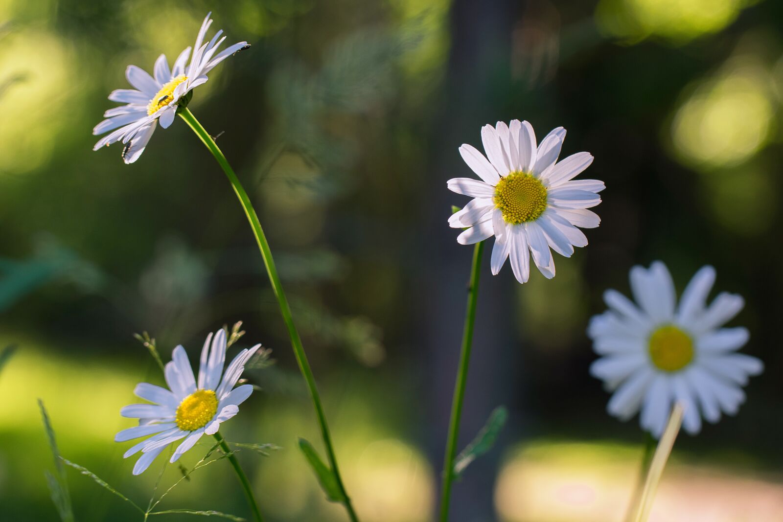 Nikon D3300 sample photo. Daisy, flower, summer photography