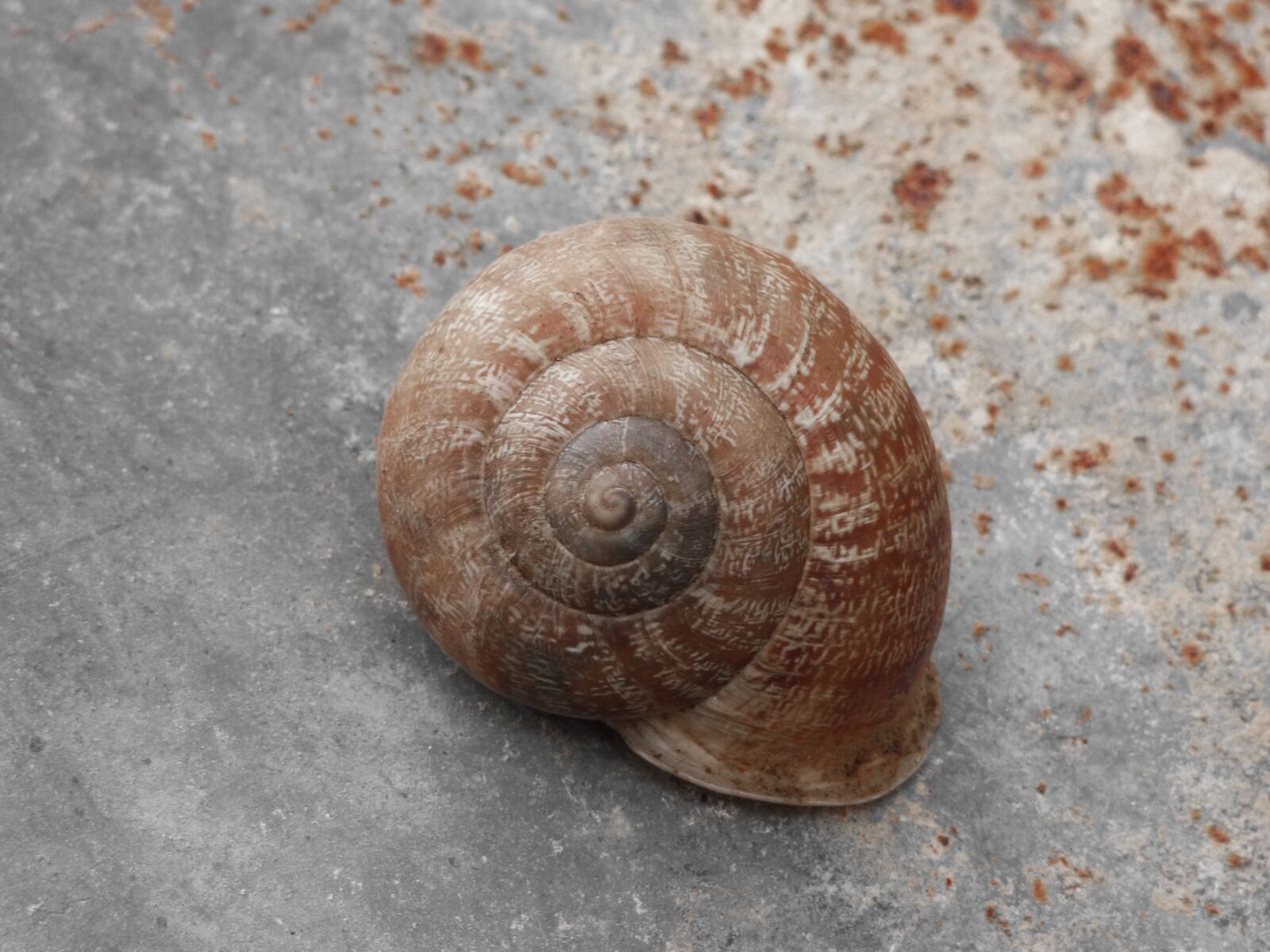 Panasonic Lumix DMC-FZ70 sample photo. Snail, shell, spiral photography