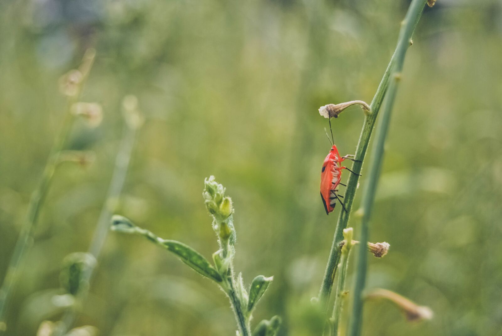 Nikon D3000 sample photo. Red solider bug, insect photography