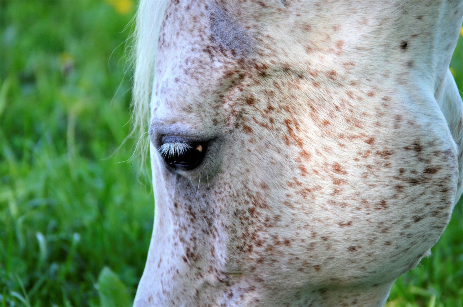 Nikon D5100 sample photo. Mare, foal, mold photography