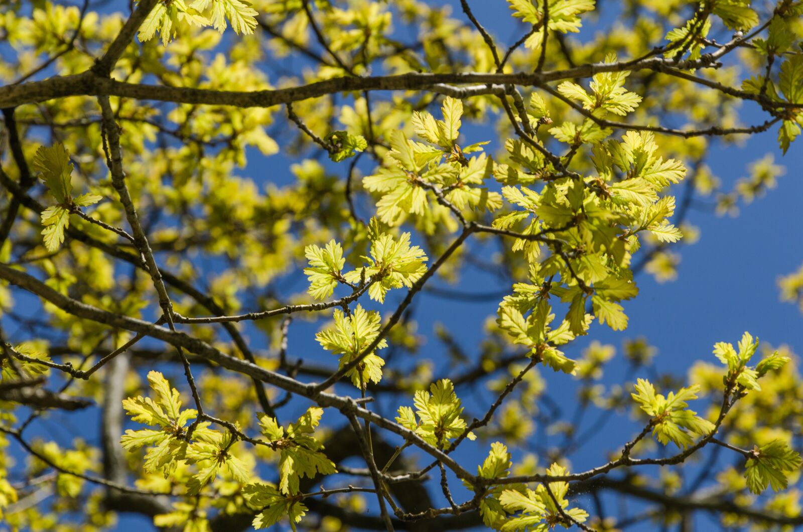Nikon D7000 sample photo. Leaves, spring, green photography
