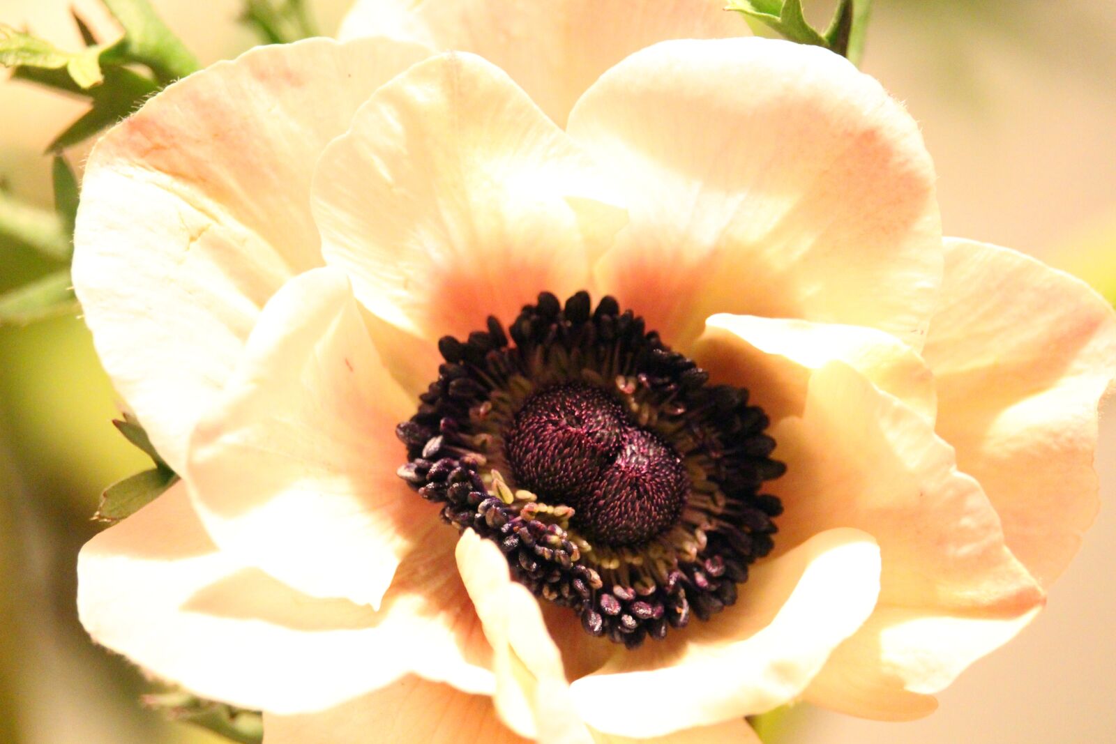 Canon EF-S 55-250mm F4-5.6 IS STM sample photo. Annemone, flower, tender photography