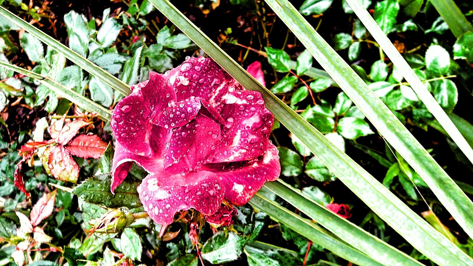 Samsung ST65 sample photo. Beautiful, bloom, blooming, blossom photography