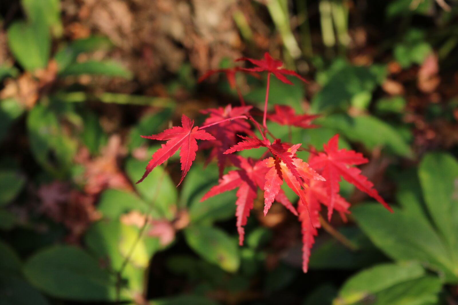 Canon EOS 750D (EOS Rebel T6i / EOS Kiss X8i) sample photo. Autumn, leaves, foliage photography