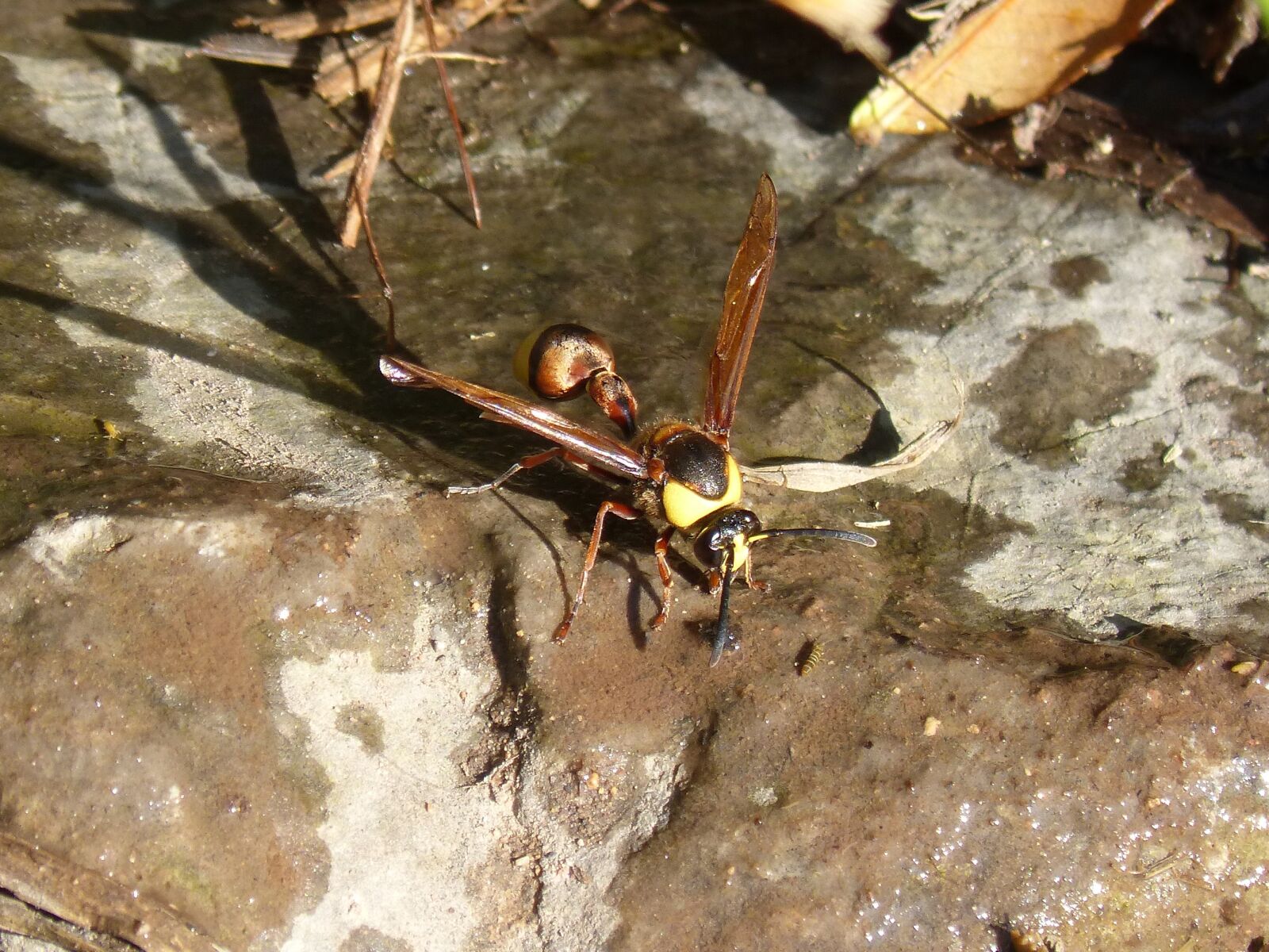 Panasonic DMC-FZ62 sample photo. Hornet, wasp, eumenes sp photography