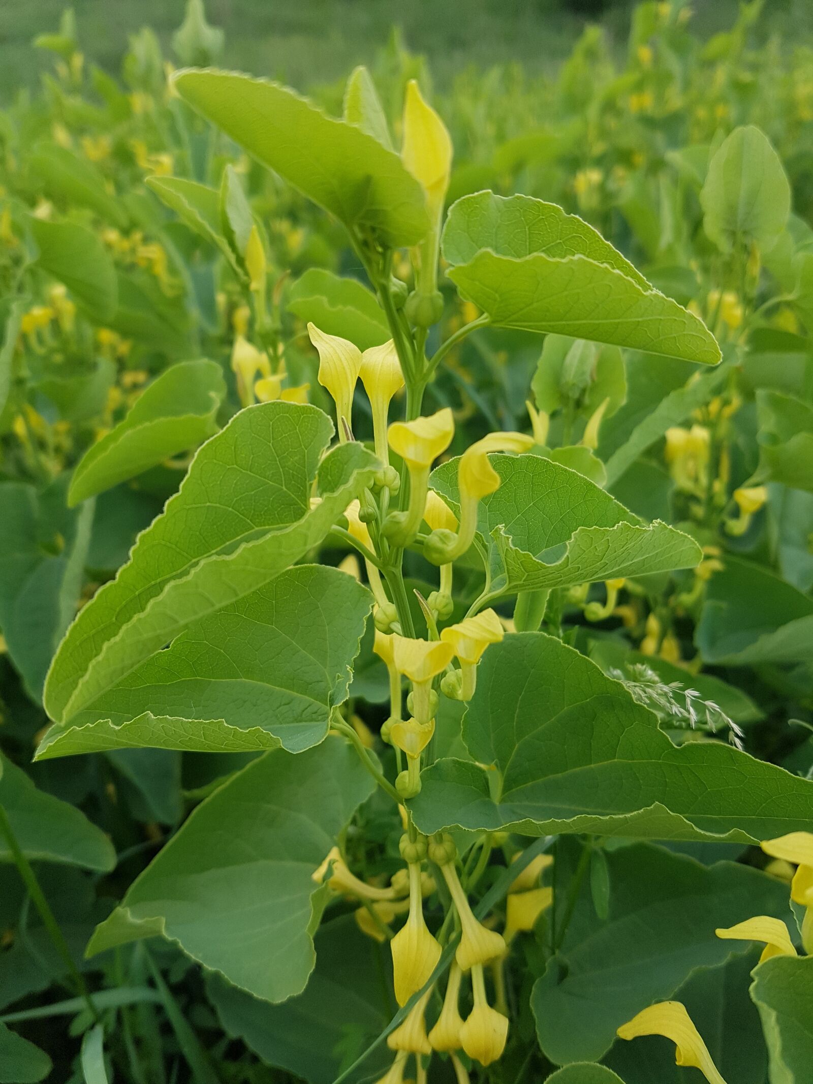 Samsung Galaxy S7 Edge sample photo. Green, yellow, spring photography