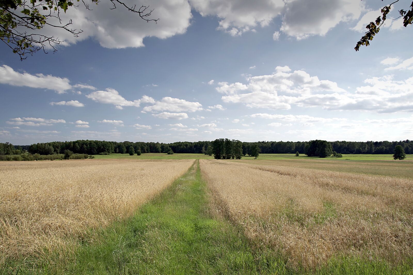 Pentax K-S2 sample photo. Dirt road, fields, corn photography