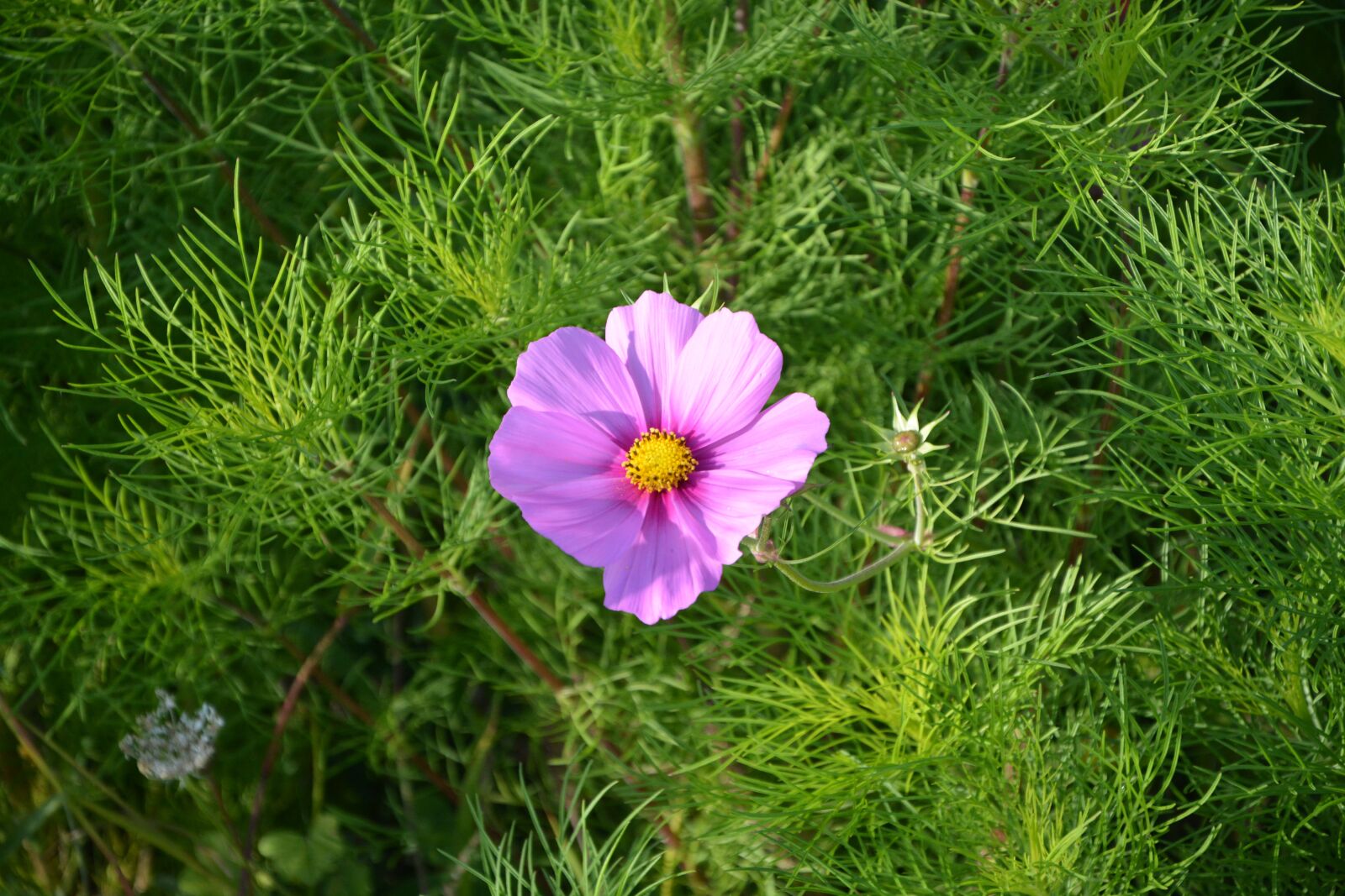 Nikon D5200 sample photo. Flower, flowers, color pink photography