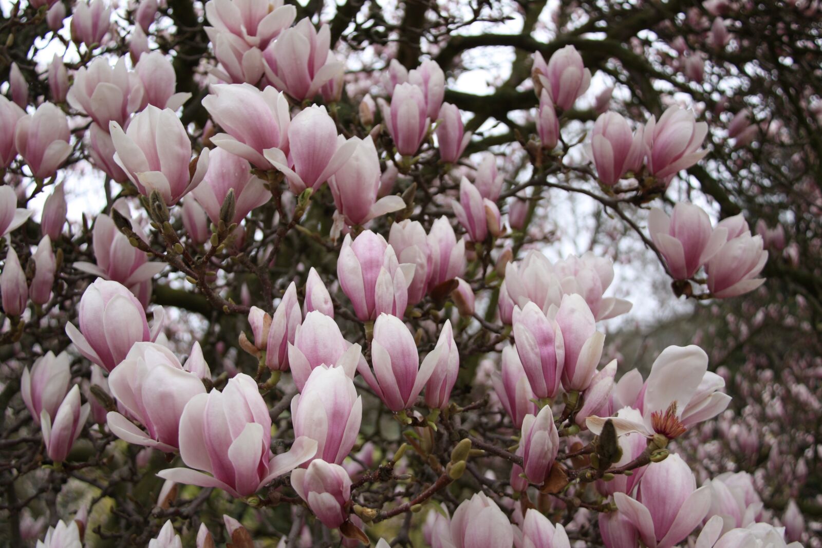 Canon EOS 450D (EOS Rebel XSi / EOS Kiss X2) sample photo. Magnolia, bloom, dissolved photography