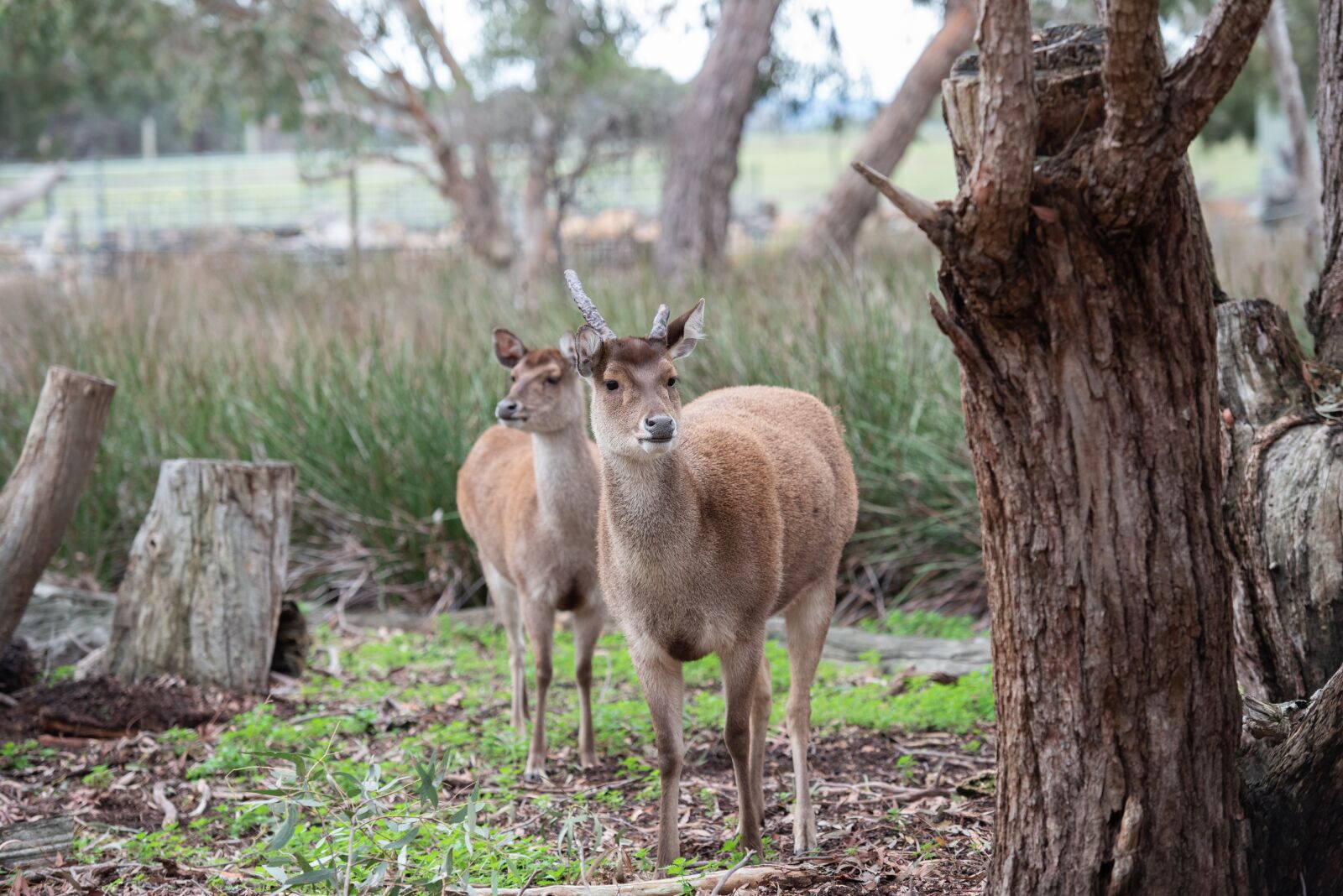 Nikon D750 sample photo. Sambar deer, deer, wildlife photography