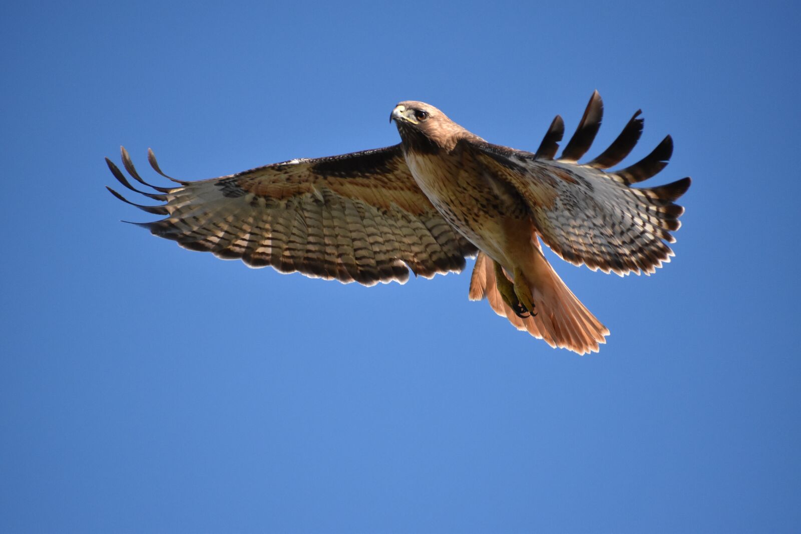 Nikon D3500 sample photo. Hawk, fly, bird photography