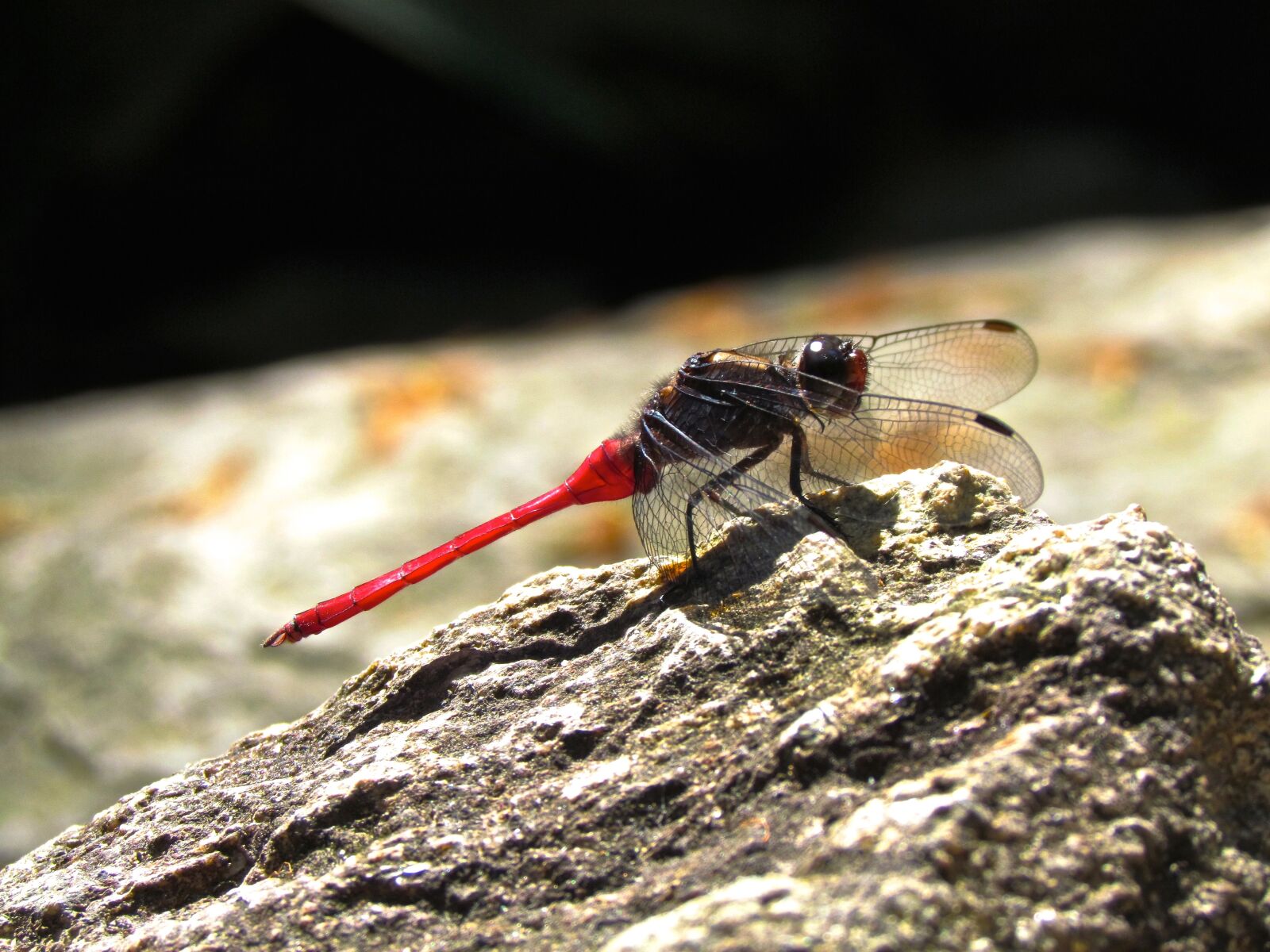 Canon PowerShot SX30 IS sample photo. Dragonfly, pink, insect photography