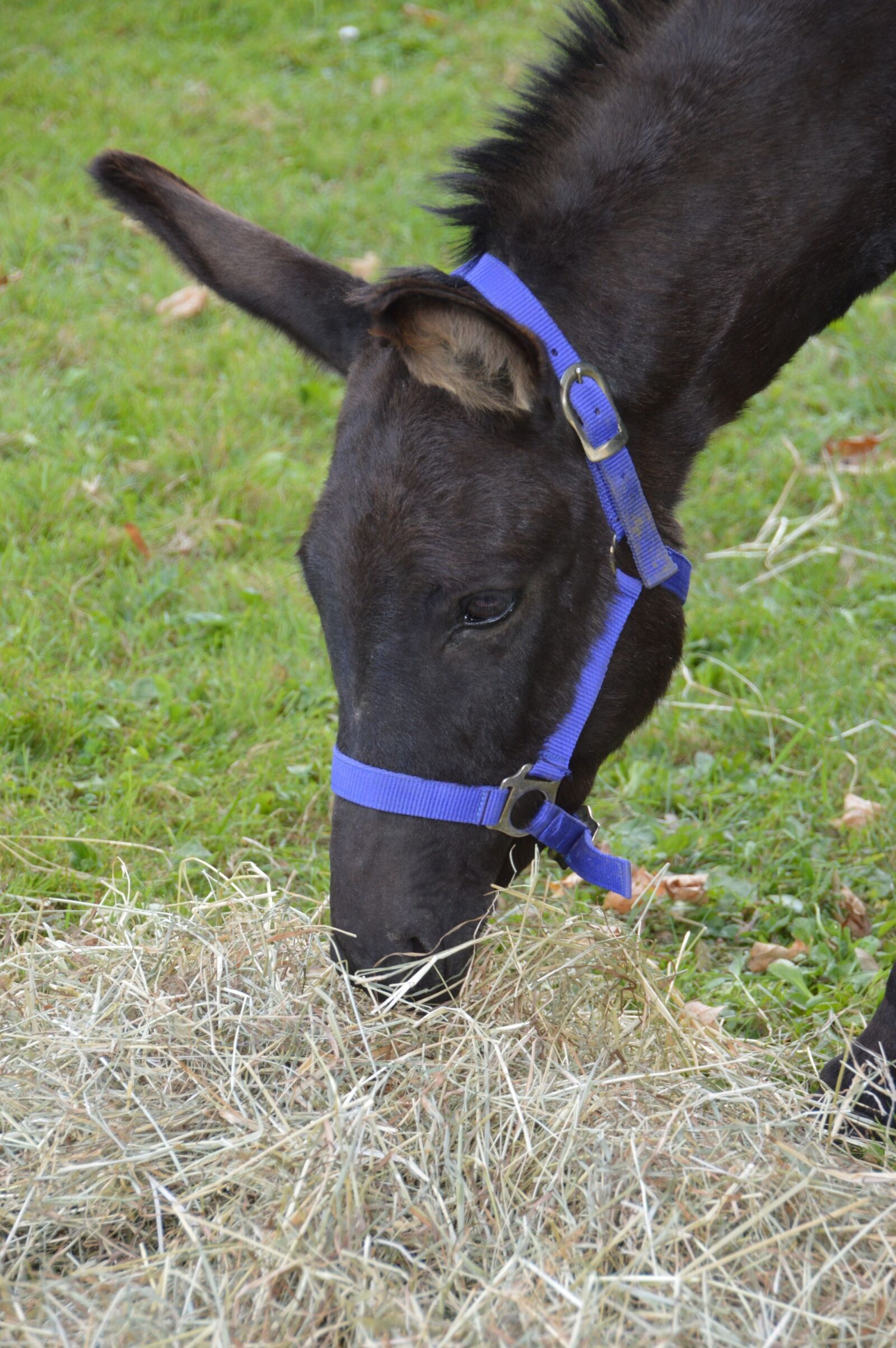 Nikon D3200 sample photo. Donkey, animal, mammal photography