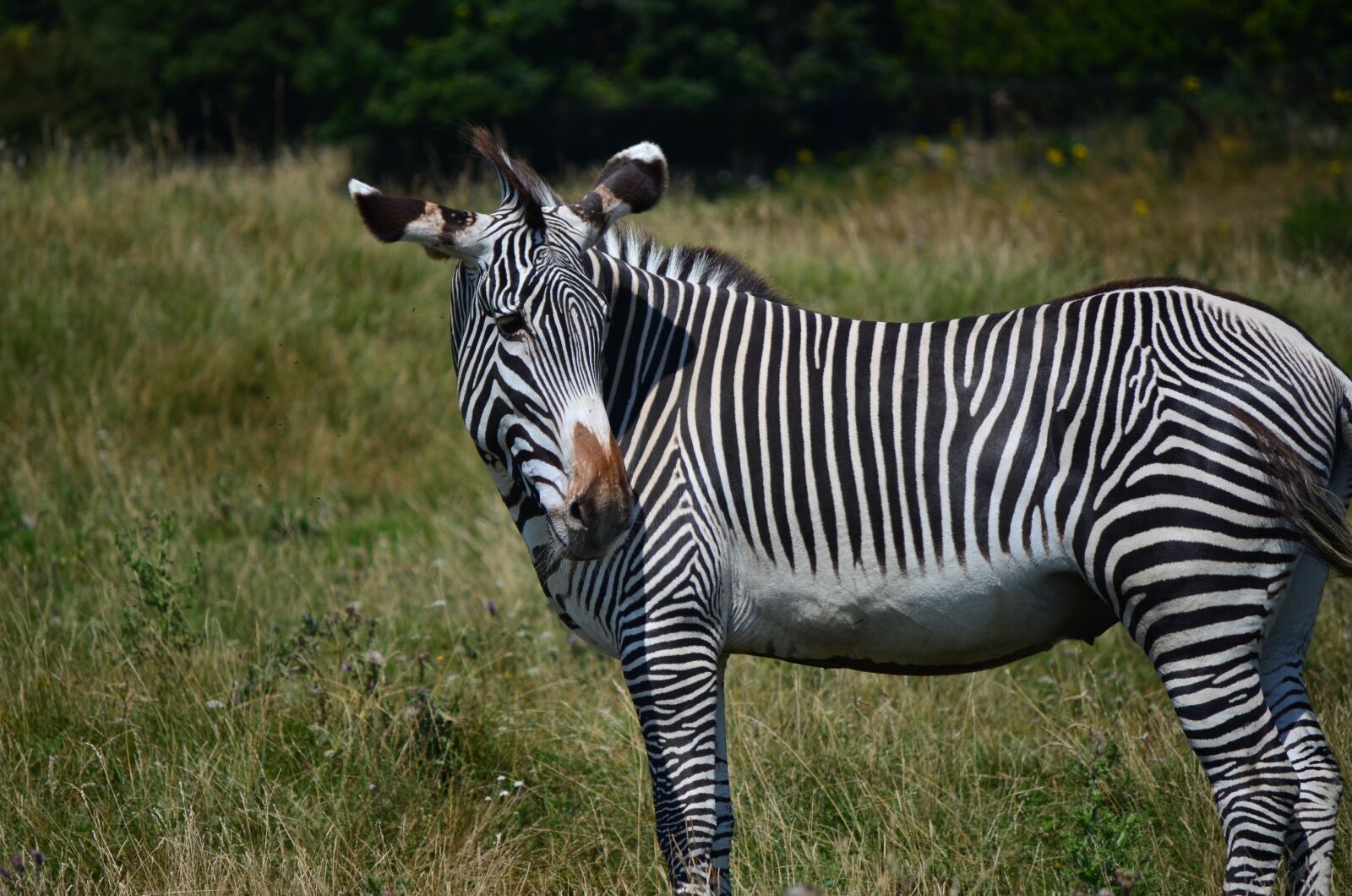 Nikon D7000 sample photo. Wildlife, mammal, animal photography