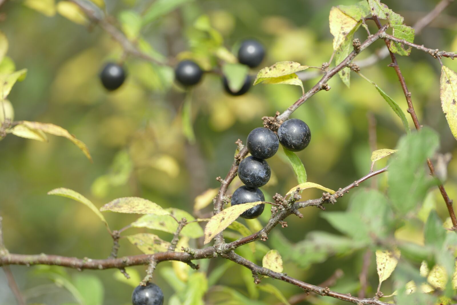 Panasonic Lumix DMC-FZ1000 sample photo. Schlehe, blackthorn, prunus spinosa photography