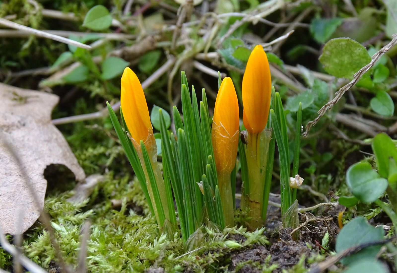 Sony Cyber-shot DSC-HX400V sample photo. Crocus, spring, forest photography
