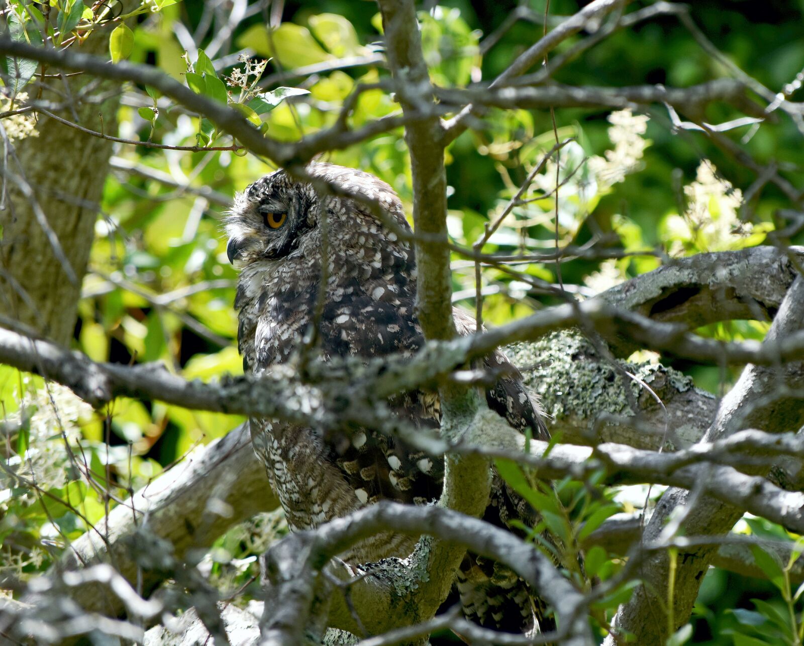 Nikon D5500 sample photo. Bird, spotted eagle-owl, raptor photography