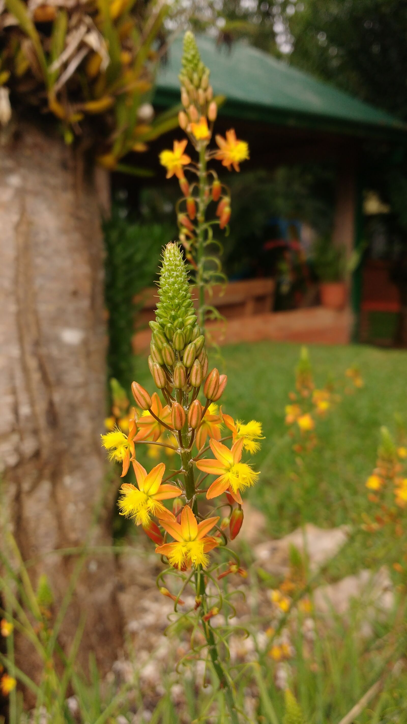 Motorola MotoG3 sample photo. Photo, camera, cellular photography