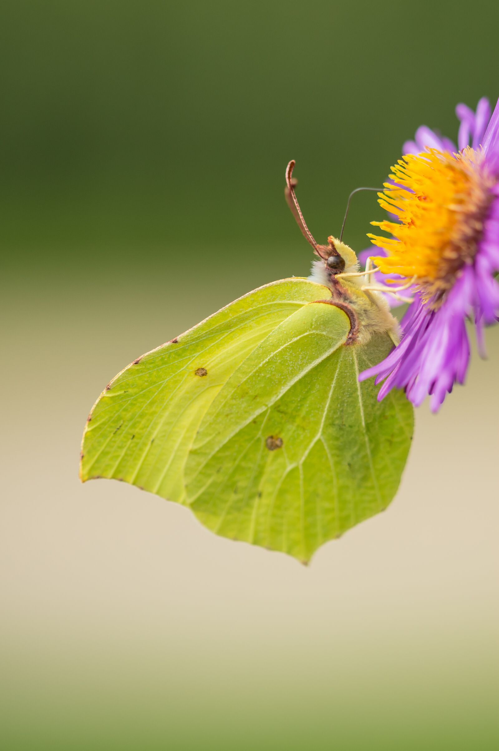 Sony SLT-A58 + 105mm F2.8 sample photo. Butterfly, macro, nature photography