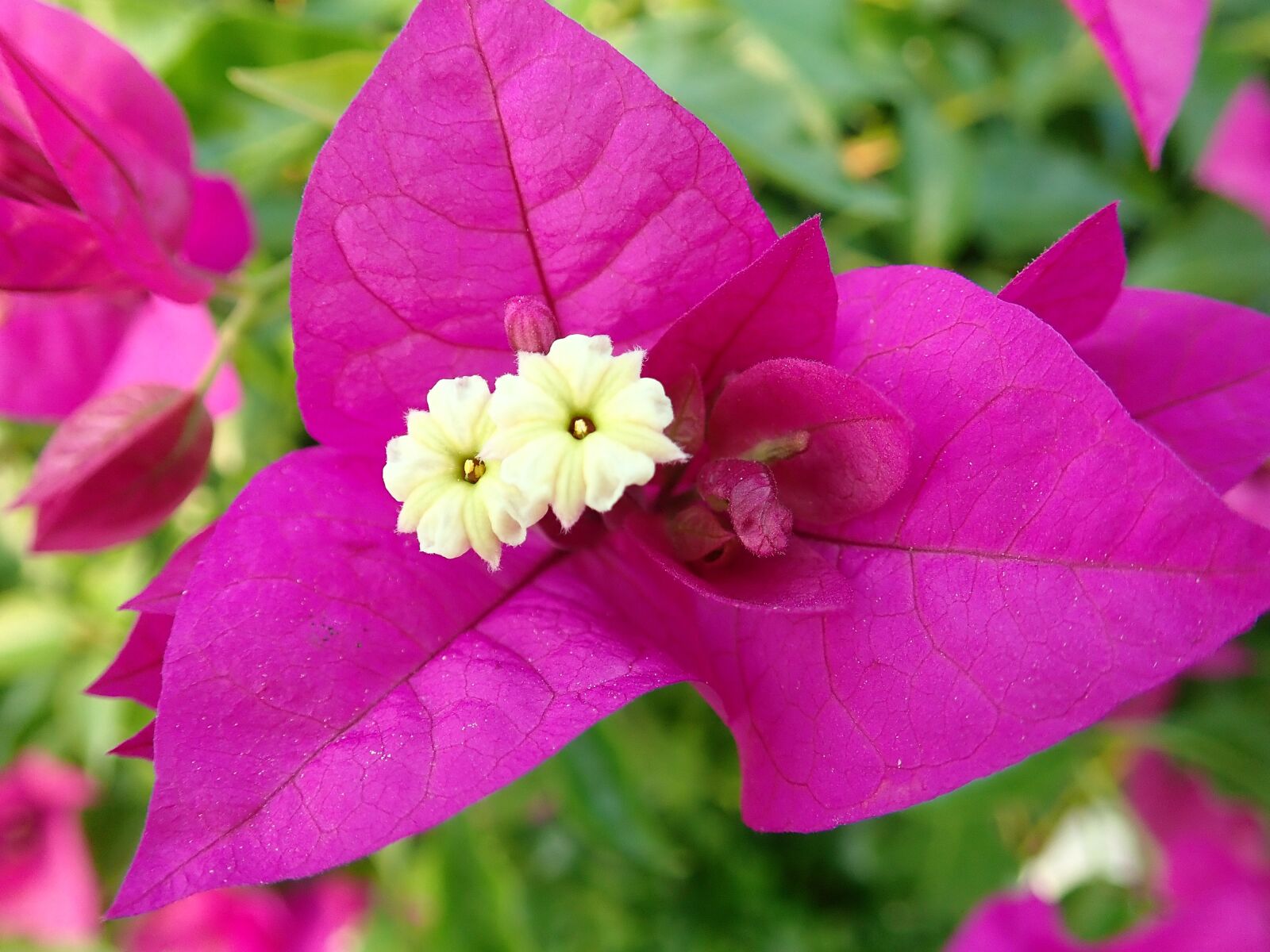 Olympus TG-5 sample photo. Flower, bougainvillea, tropical photography