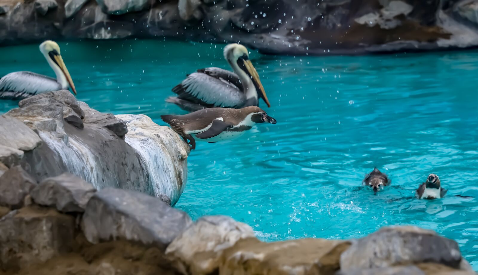 Canon EOS 6D Mark II sample photo. Penguins, nature, water photography