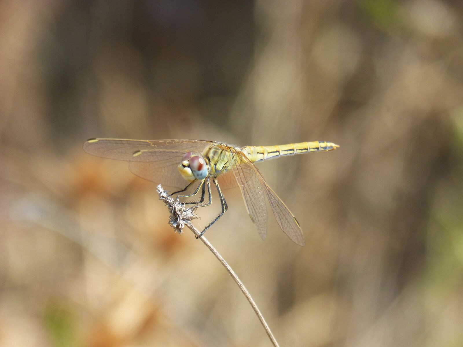 Panasonic DMC-FZ62 sample photo. Yellow dragonfly, dragonfly, branch photography