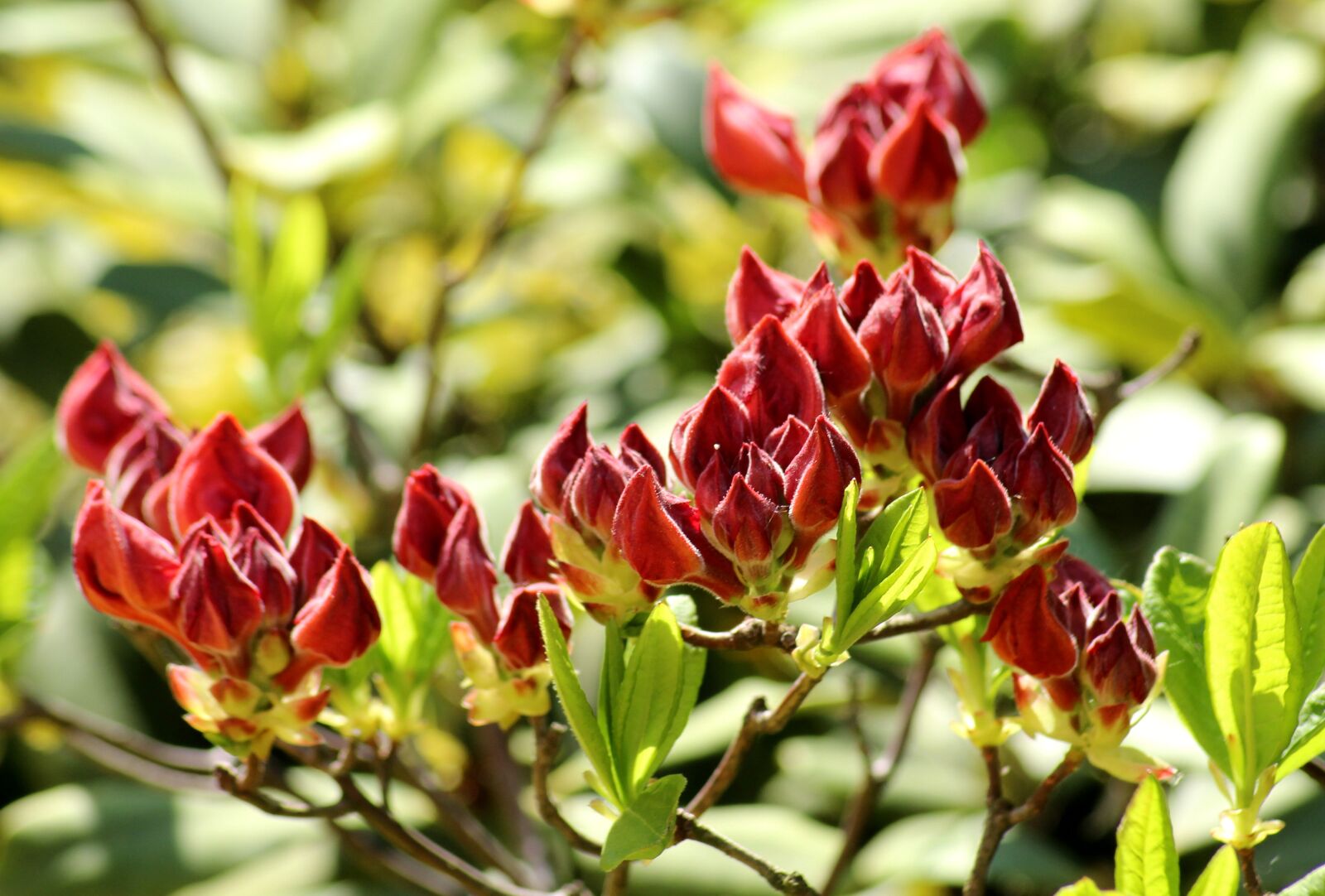 Canon EOS 1200D (EOS Rebel T5 / EOS Kiss X70 / EOS Hi) sample photo. Azalea, rhododendron, the buds photography