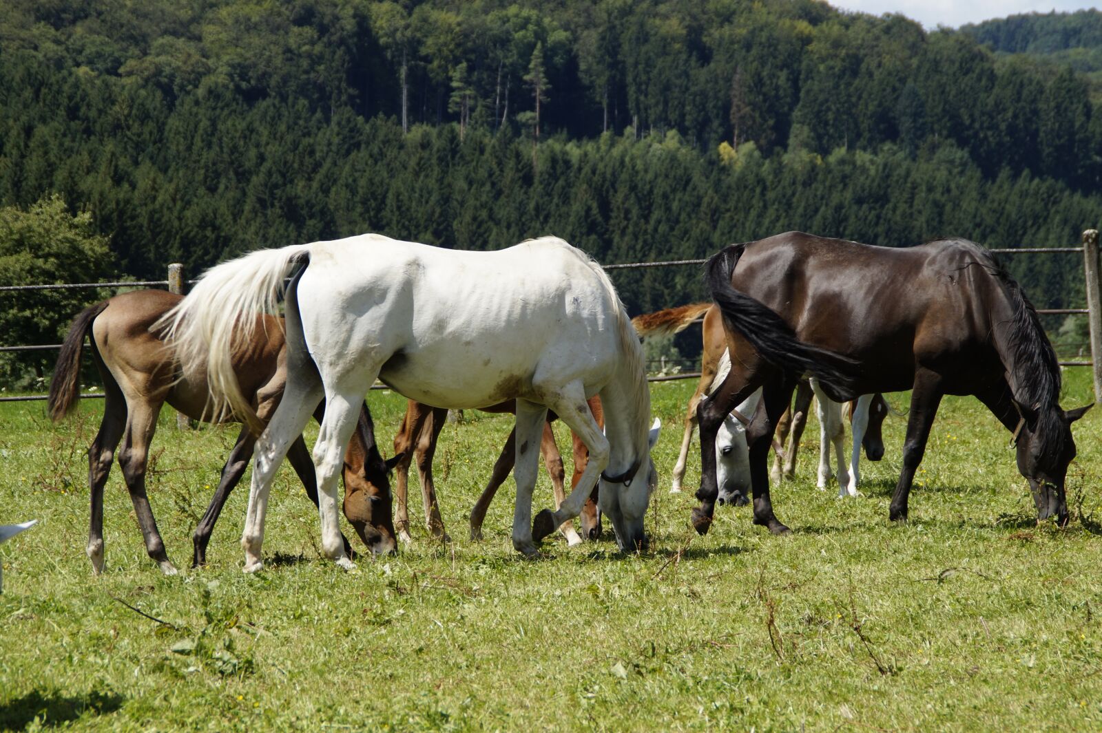 Sony SLT-A58 sample photo. Mares, foal, arabs photography
