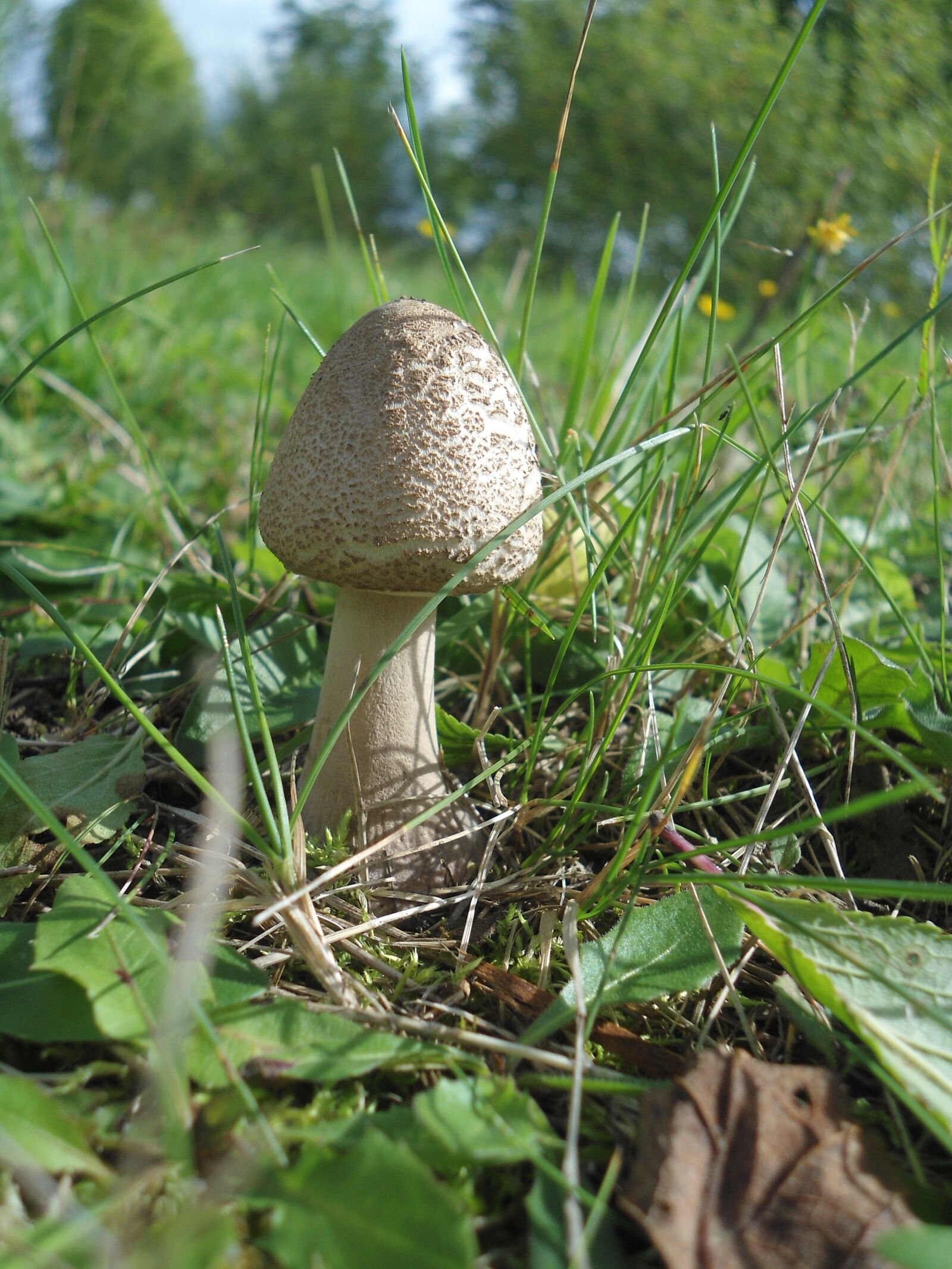Sony Cyber-shot DSC-W510 sample photo. Fungus, forest, parasol mushroom photography
