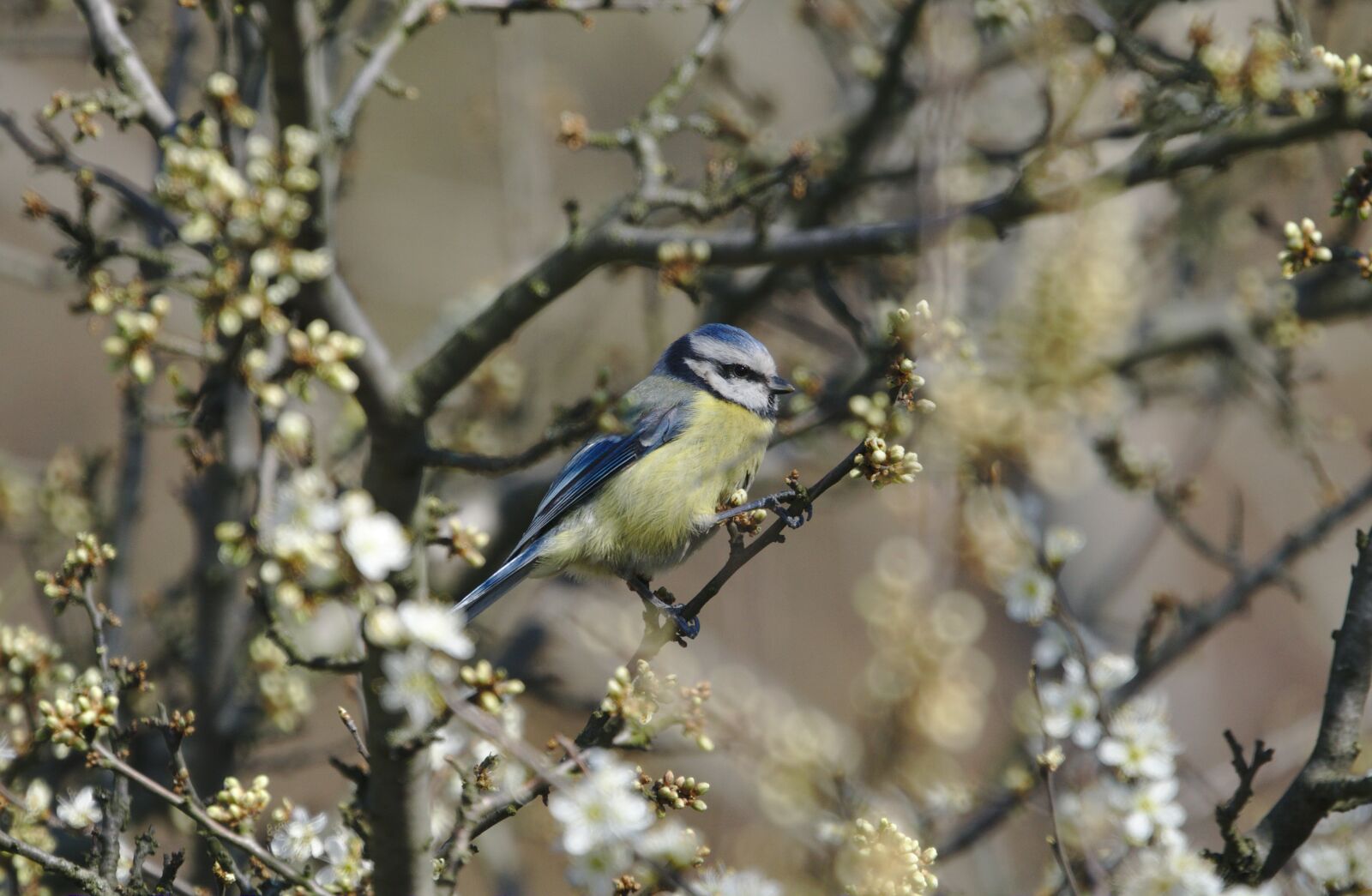 Sony a6000 sample photo. Blue tit, spring, animal photography
