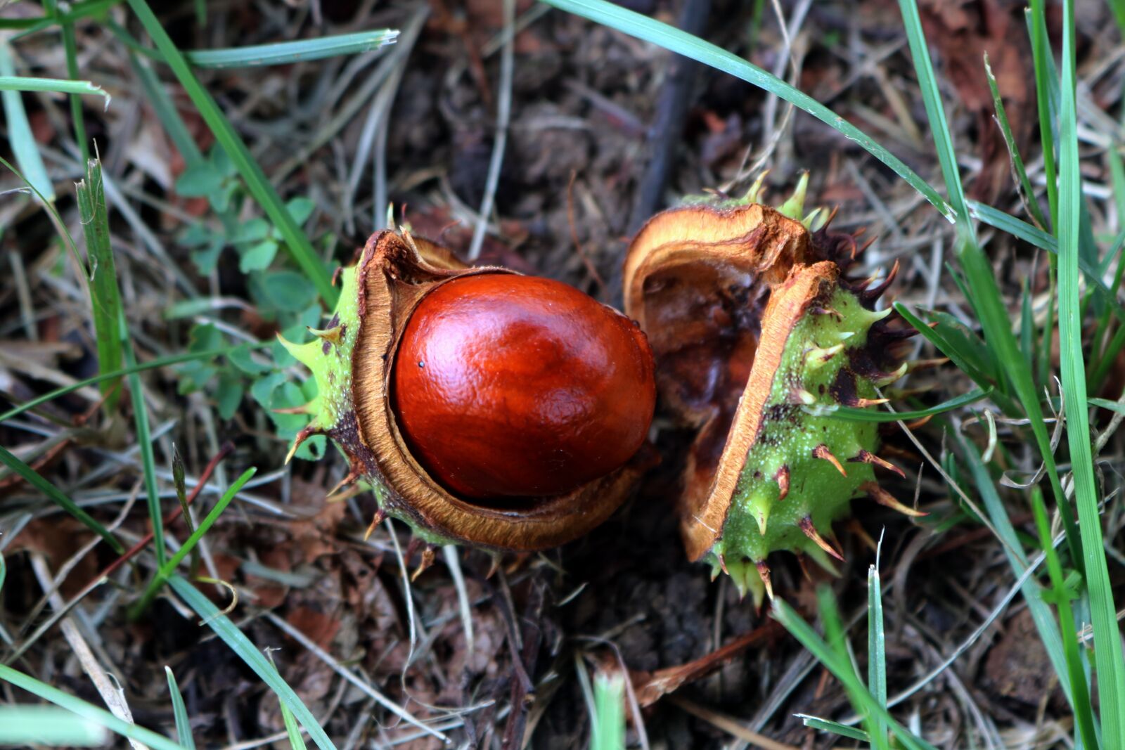 Canon EOS 750D (EOS Rebel T6i / EOS Kiss X8i) sample photo. Brown, fall, nature photography