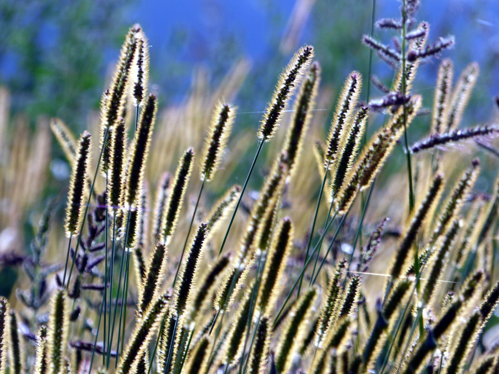 Panasonic DMC-FZ72 sample photo. Grass, against the light photography