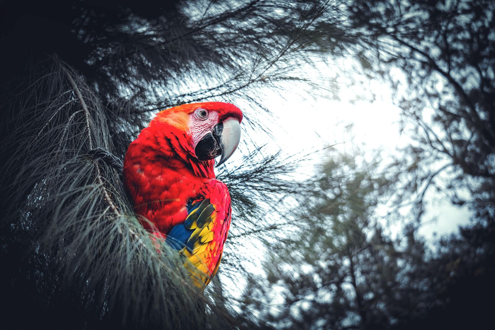 Nikon D5200 sample photo. Birds, nature, pen photography