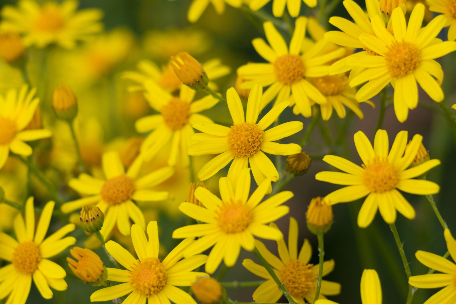 Canon EOS 80D sample photo. Flowers, yellow, nature photography