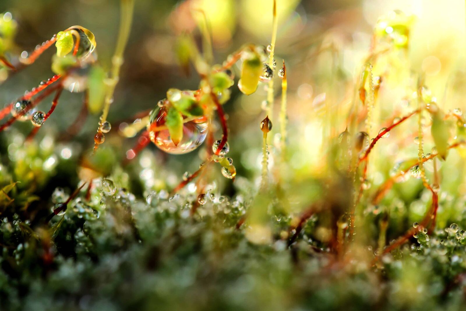 Canon EOS 1100D (EOS Rebel T3 / EOS Kiss X50) sample photo. Garden, moss, macro, dew photography