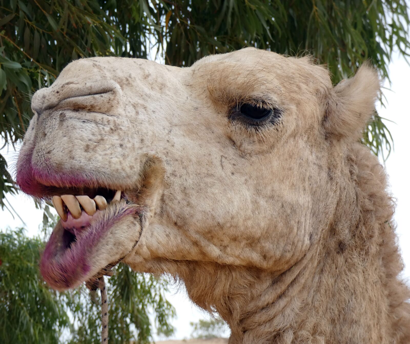 Panasonic Lumix DC-FZ80 (Lumix DC-FZ82) sample photo. Dromedary, camelus dromedarius, animal photography