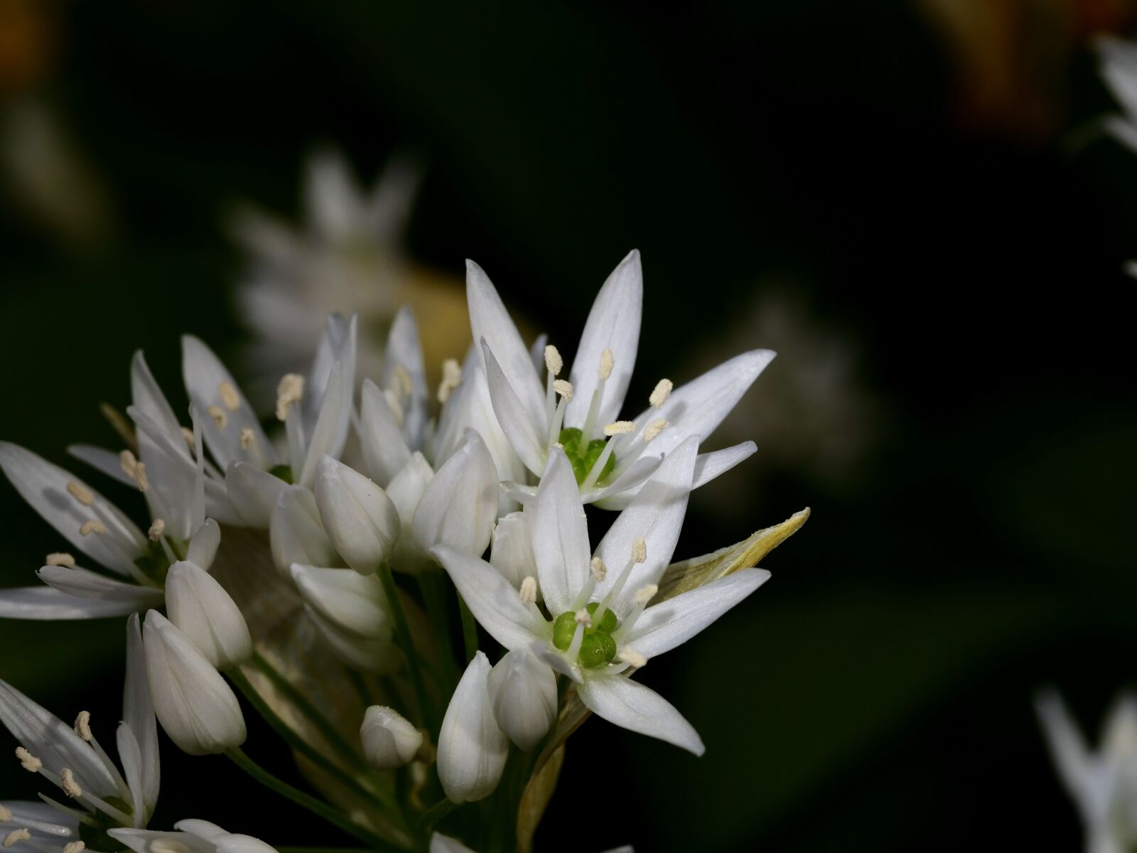 Panasonic Lumix DC-G9 sample photo. Spring, flower, close up photography