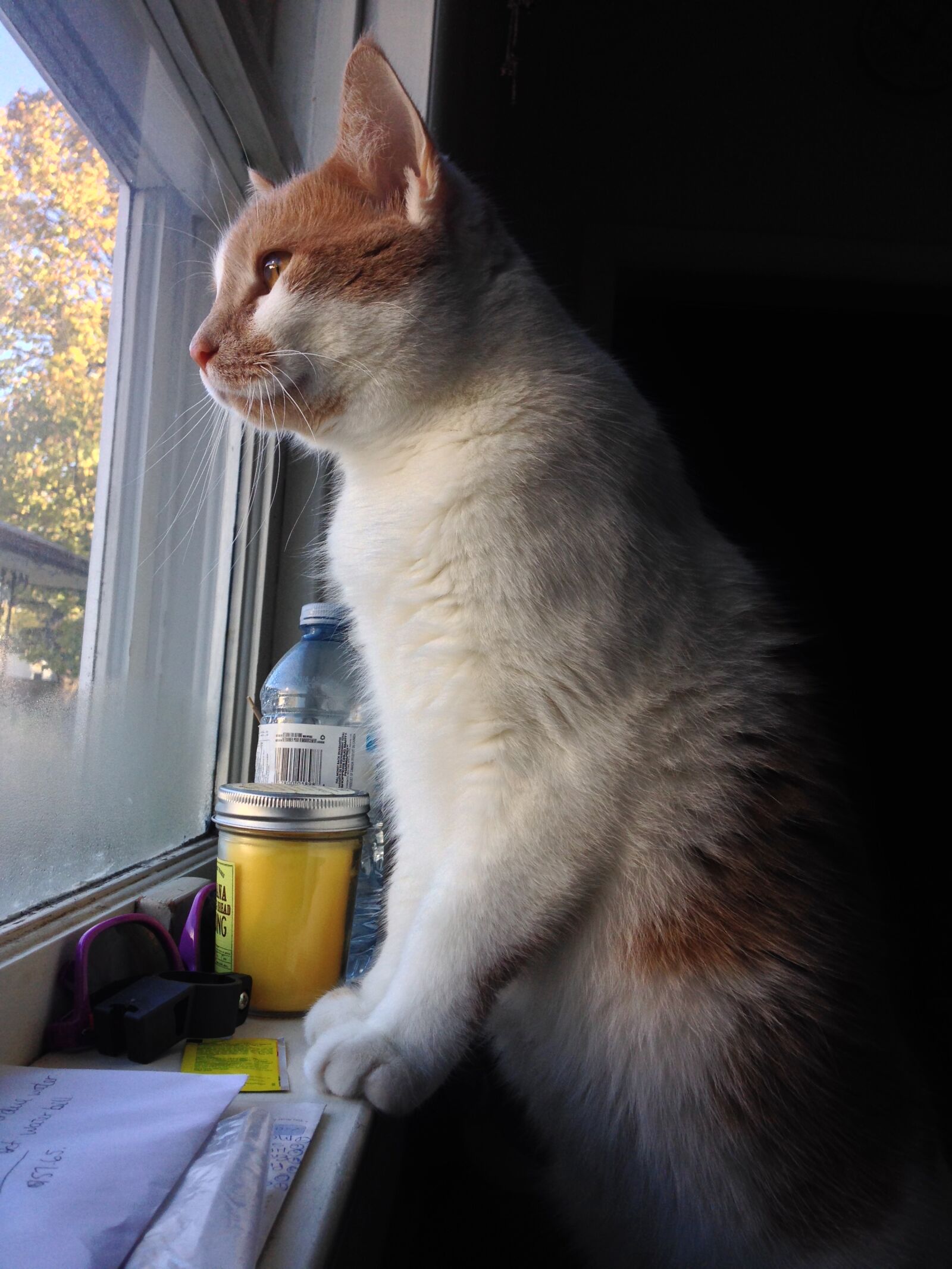 iPhone 5c back camera 4.12mm f/2.4 sample photo. Animal, beautiful, cat, cats photography