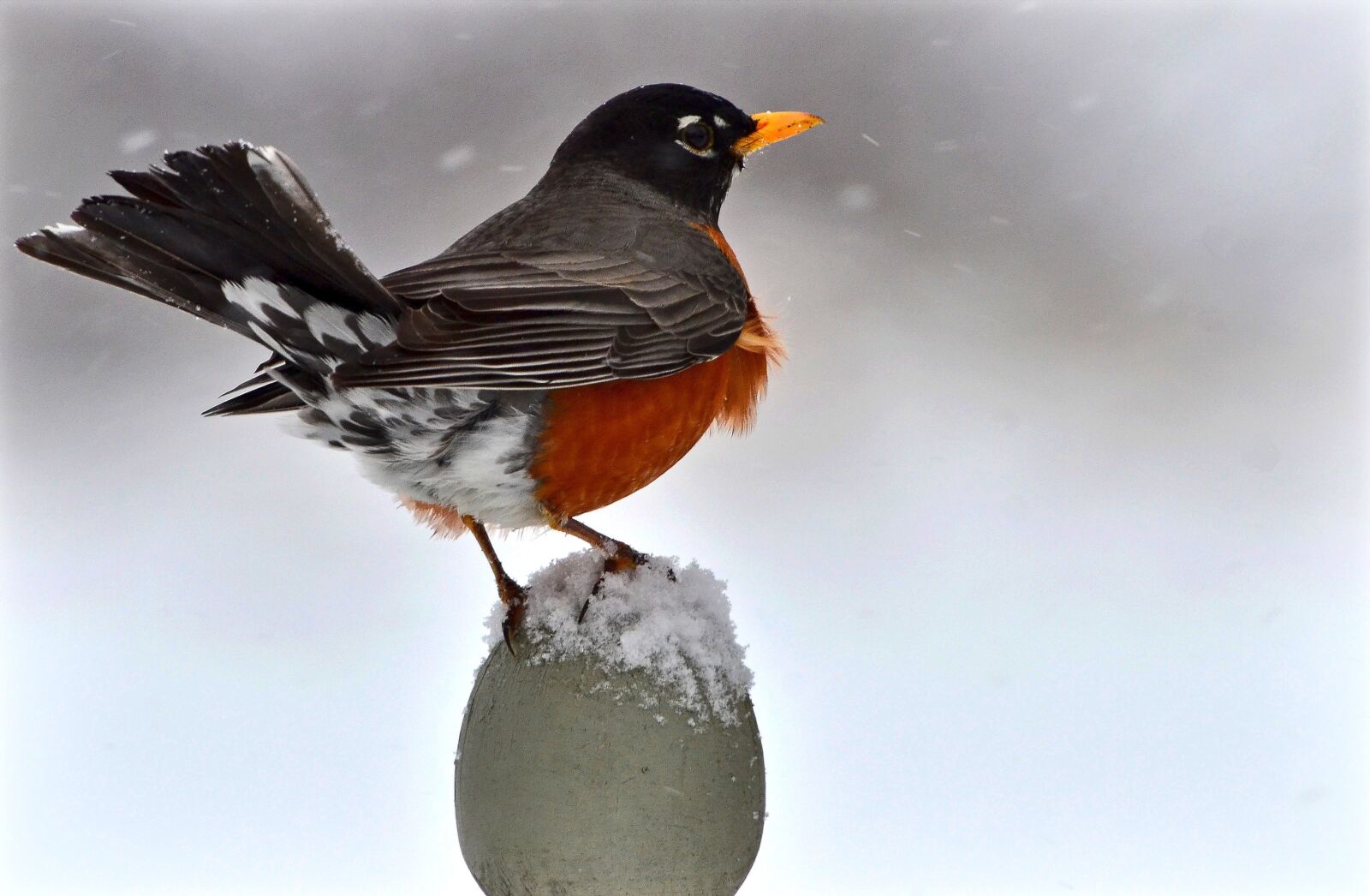Nikon D7000 sample photo. American robin, bird, fauna photography