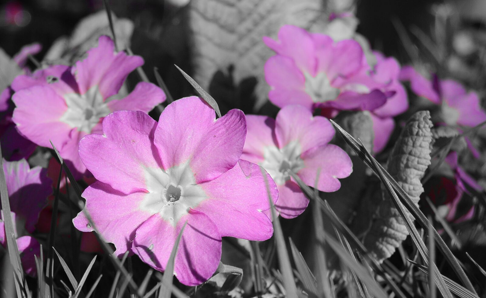 Nikon 1 S1 sample photo. Primrose, violet, flowers photography