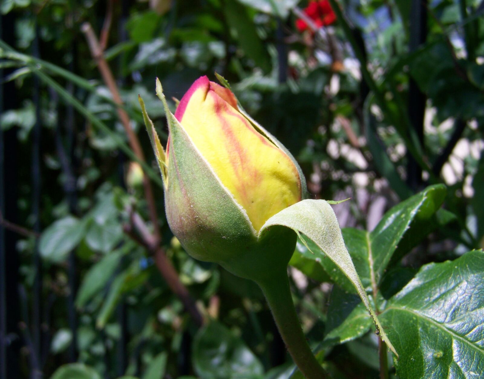 Kodak EASYSHARE ZD710 ZOOM DIGITAL CAMERA sample photo. Rose buds, tea rose photography