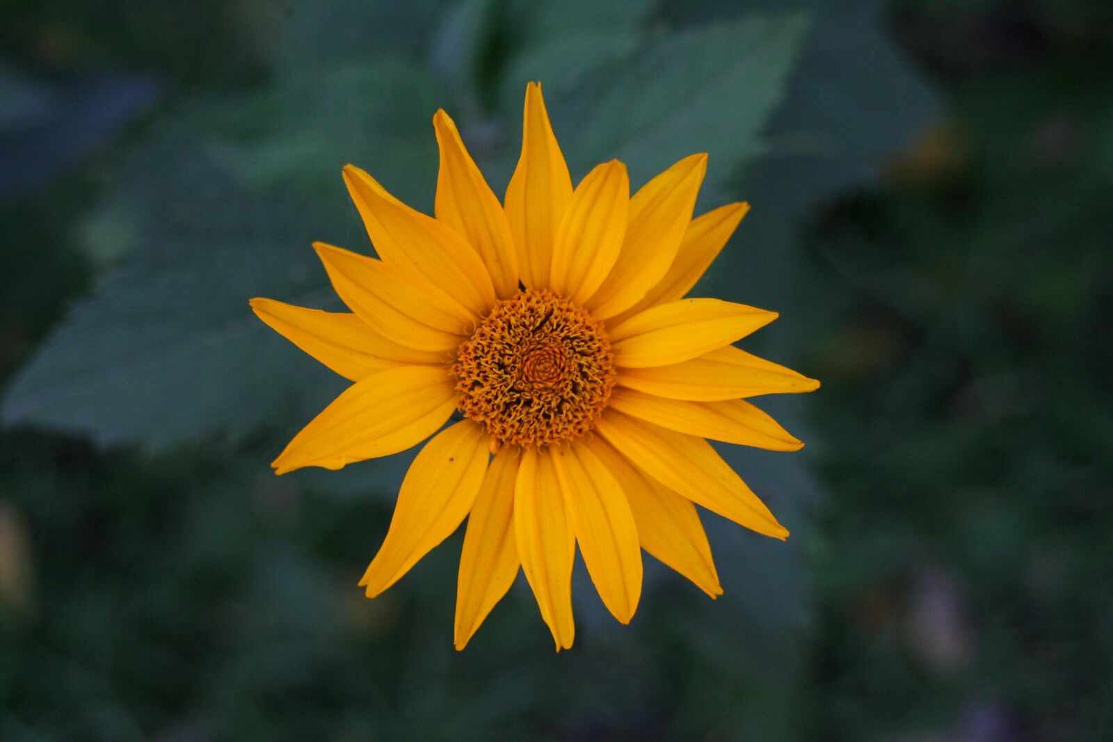 Canon EOS-1D Mark II N sample photo. Flower, field, petals photography