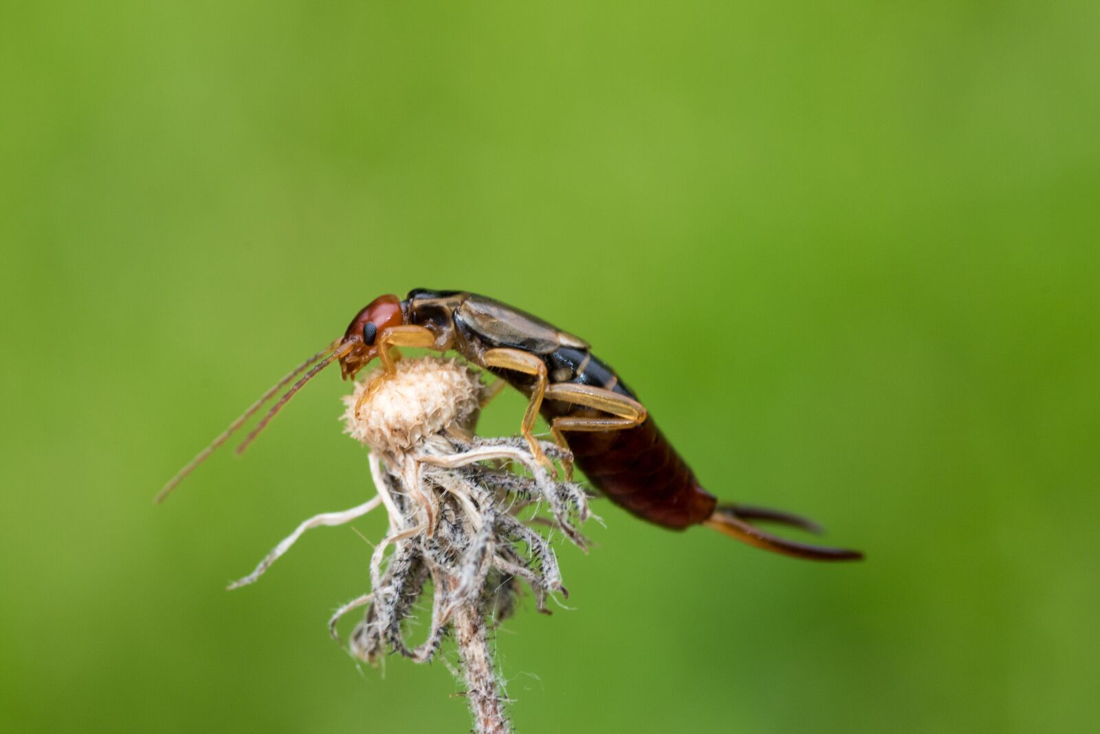 Canon EOS 7D Mark II sample photo. Earwig, earwigs, dermaptera photography