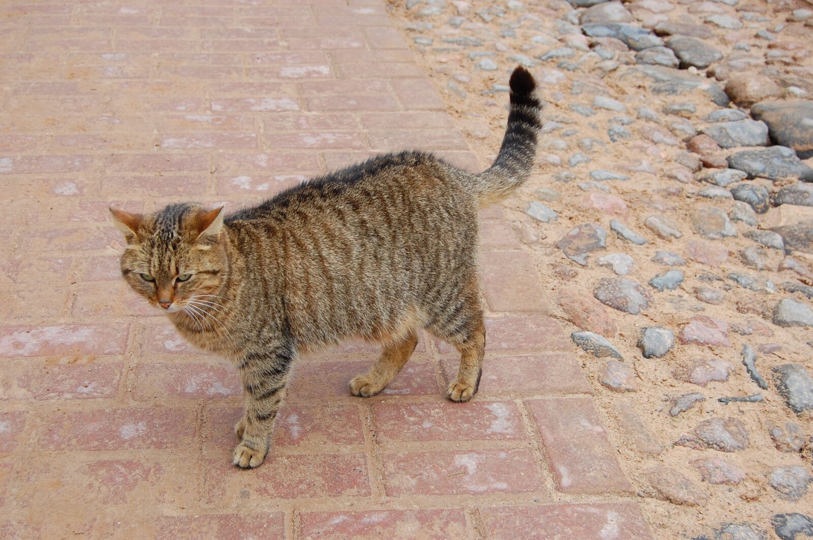 Nikon D40 sample photo. Cat, animals, nature photography