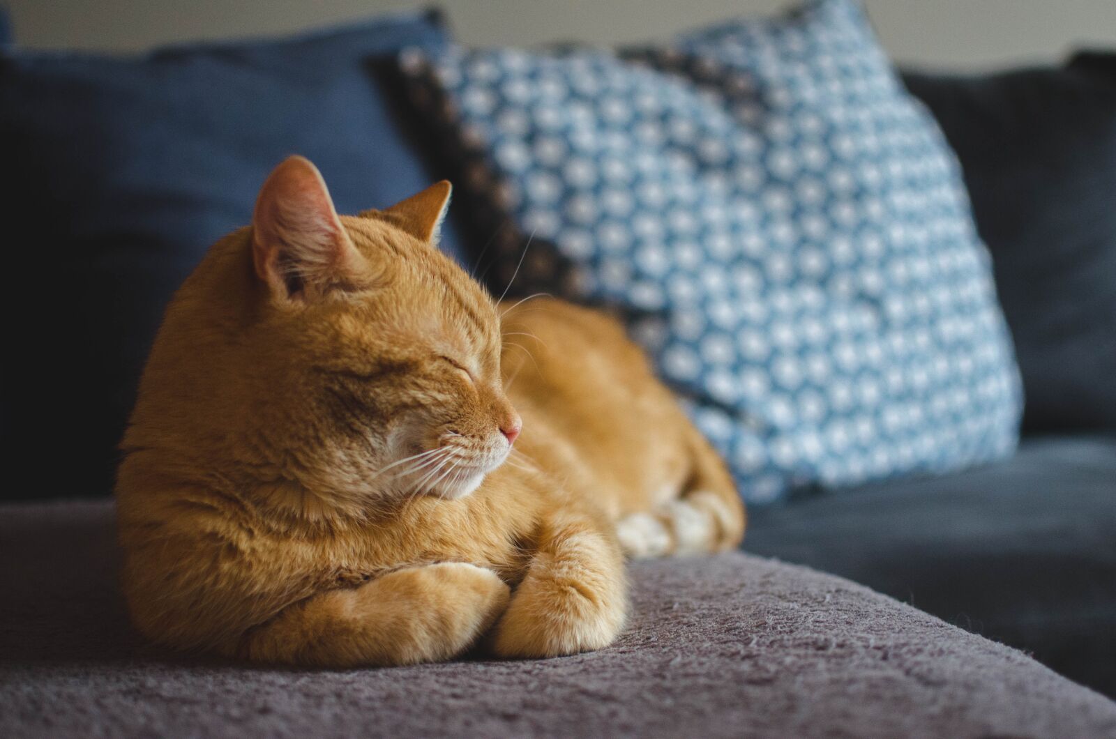Nikon D7000 sample photo. Cat, red cat, cat's photography