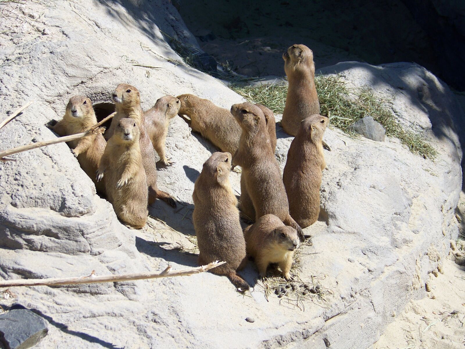 Kodak Z712 IS ZOOM DIGITAL CAMERA sample photo. Prairie dogs, zoo, mammal photography