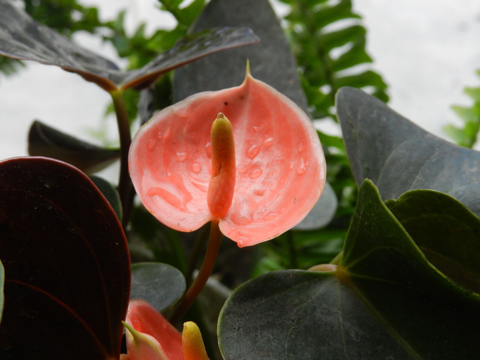 Nikon Coolpix P500 sample photo. Flower, approach, life photography